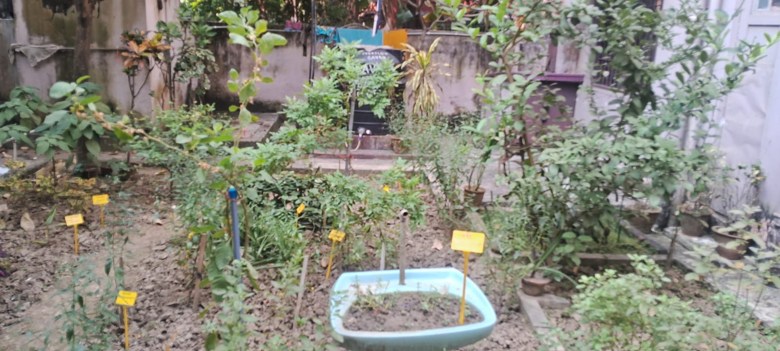 À Calcutta, des élèves s’engagent pour les pollinisateurs en mode interreligieux