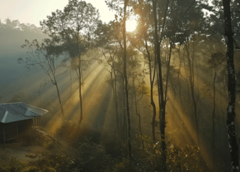 La forêt de Mawphlang
