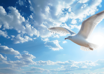 Liberté de religion